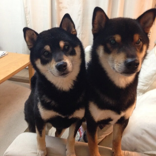 自由泳预赛韩国多人晋级，2020自由泳比赛