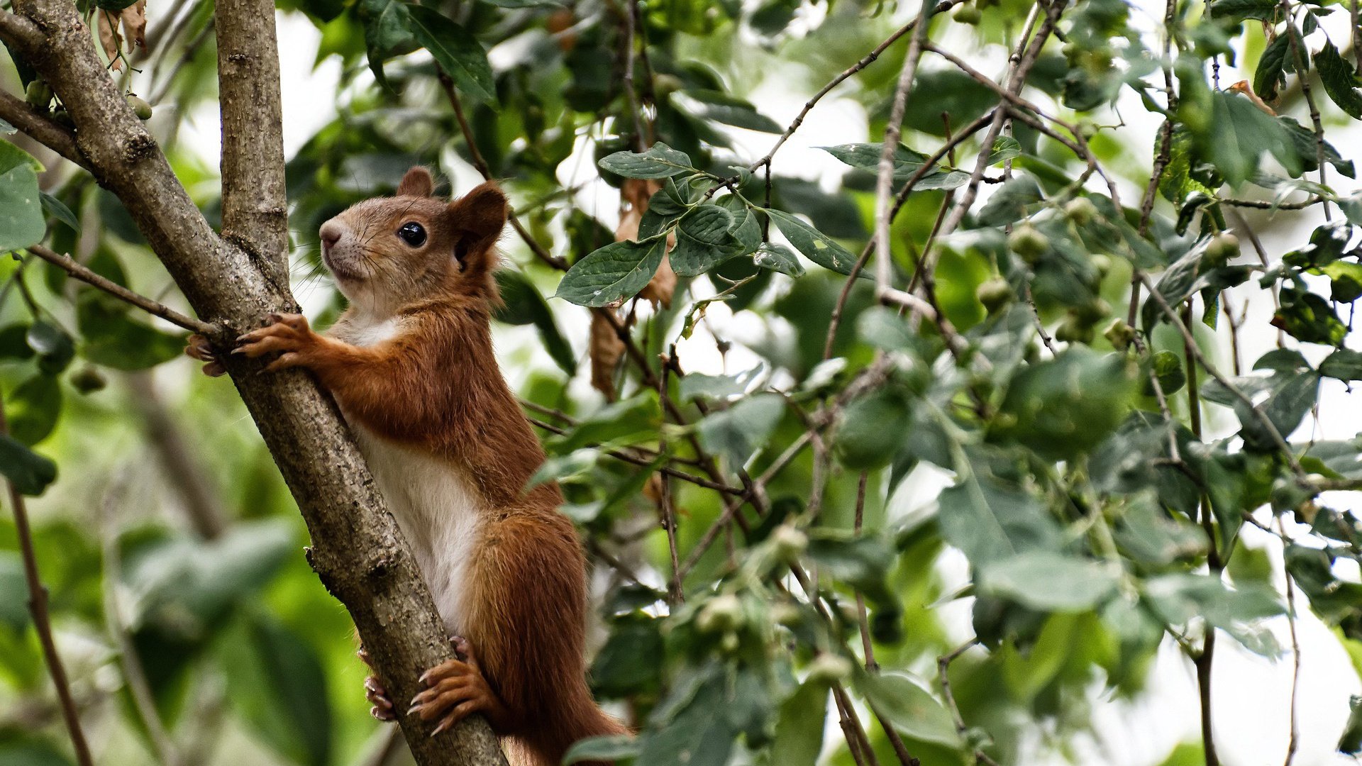 蛙泳赛场突尼斯继续刷新排名，蛙泳游泳比赛
