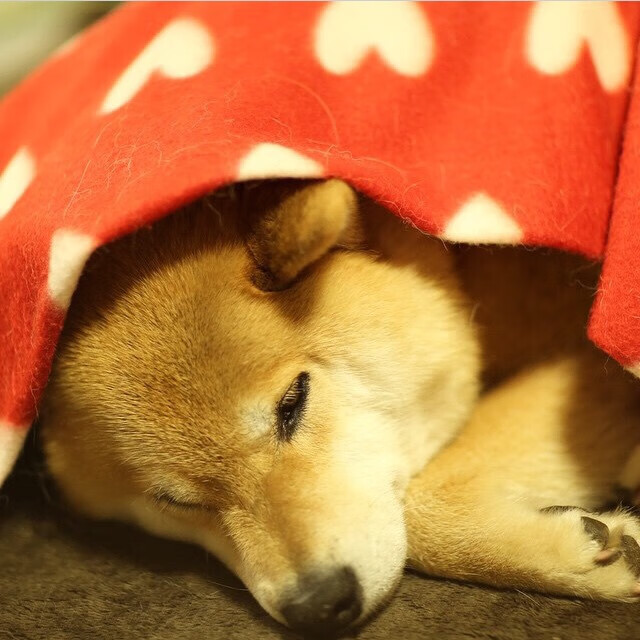 谢佩玲跳台技术细节获教练点赞，谢佩樨简历